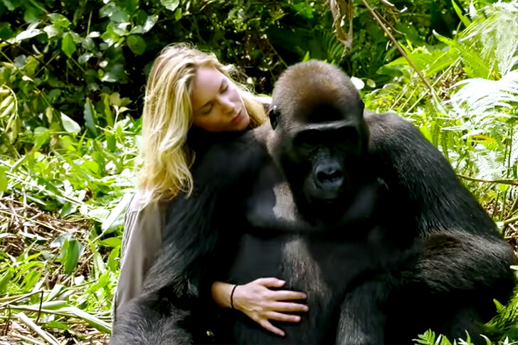 Voici Un Homme Qui A Grandi Avec Deux Gorilles Et Il A T Compl Tement